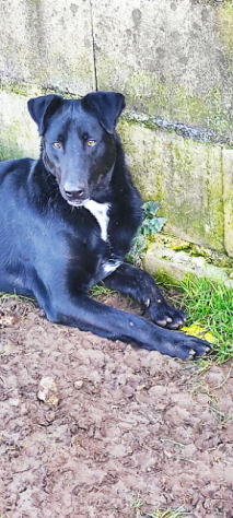 CANE IN ADOZIONE: ARON - Foto 5