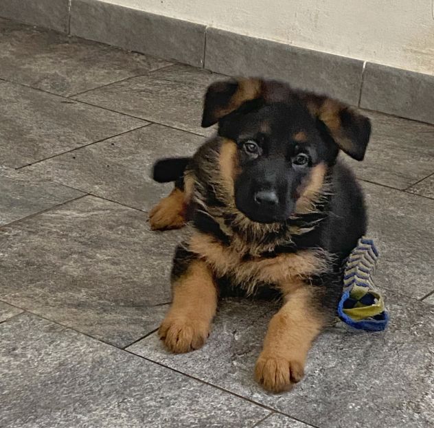Cuccioli di pastore tedesco - Foto 2