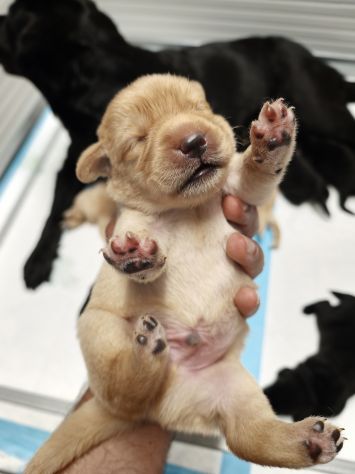 Cuccioli di Labrador retriever neri e gialli