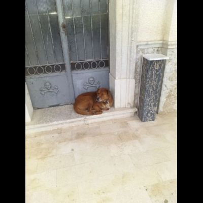 HACKITO, L' AMORE OLTRE LA VITA, CAGNOLINO IN ADOZIONE