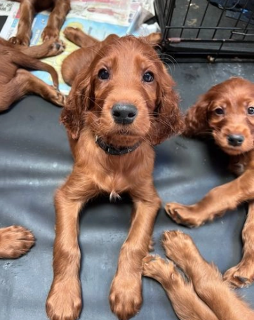 Simpatico Cuccioli di Setter Irlandese