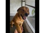 SIGFRIDO DOLCISSIMO CANE IN ADOZIONE
