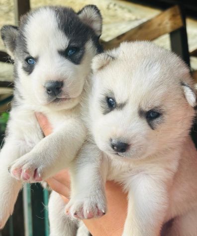 Cuccioli di siberian husky - Foto 5