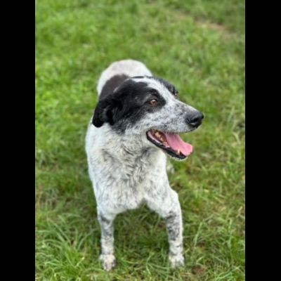 ESCAPE DOLCE E DISCRETO: CANE IN ADOZIONE TG MEDIA - Foto 6
