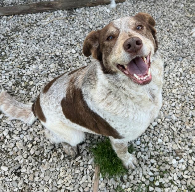 Kikka 4 anni Taglia media - Foto 4