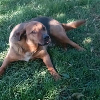BULLO CONCENTRATO DI TENEREZZA, CANE IN ADOZIONE - Foto 3