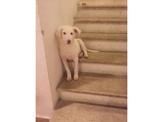 ALICE, cucciola deliziosa
