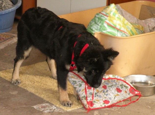 ASIA, stupenda lupetta di 5 mesi - Foto 2