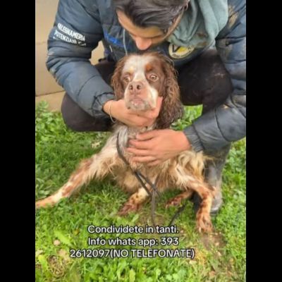 BRENDON tg medio piccola cane in adozione - Foto 3