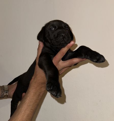 🐾Cuccioli di cane corso in cerca di una famiglia 🐾 - Foto 2
