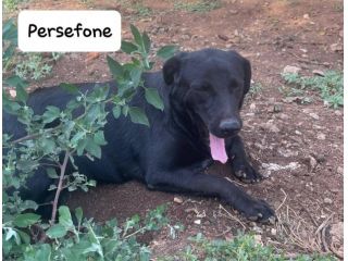 Persefone simil labrador