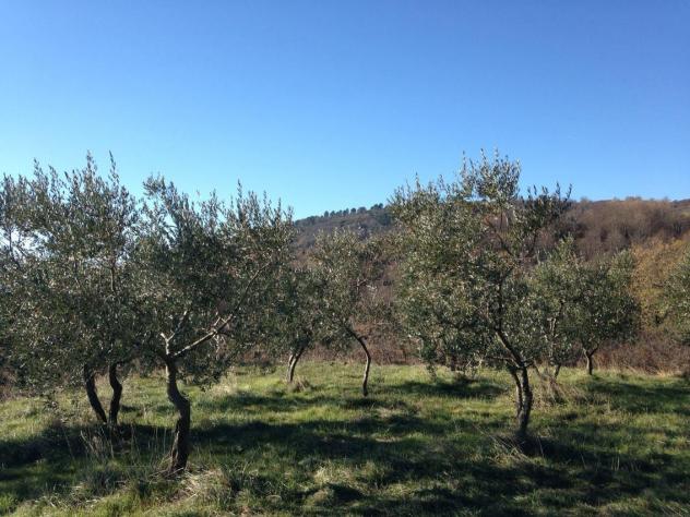 Terreno agricolo in vendita a Reggello 1000000 mq Rif: 1316806