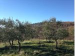 Terreno agricolo in vendita a Reggello 1000000 mq  Rif: 1316806