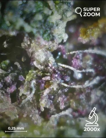 Purple Queen - Foto 5