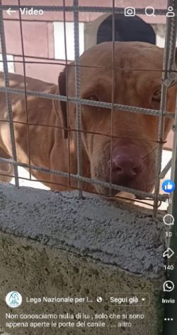 SANSONE MIX DOGUE DE BORDEAUX CANE IN ADOZIONE - Foto 3