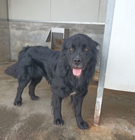CANE IN ADOZIONE: NADAL, giovane simil terranova.