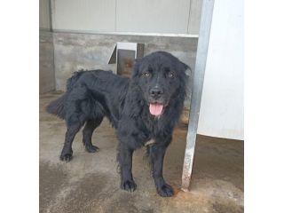 CANE IN ADOZIONE: NADAL, giovane simil terranova.