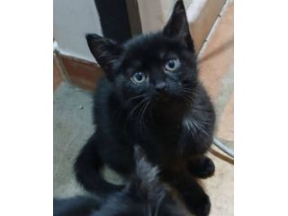 Mora gattina