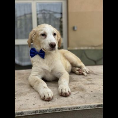 GIULIO UN AMORE DI CUCCIOLO DA ADOTTARE - Foto 5