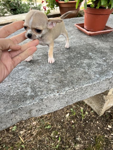 Cucciolo di Chihuahua - Foto 3
