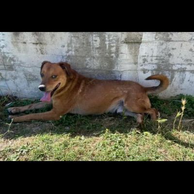 VICTOR TIMIDO E TRANQUILLO, CAGNOLINO IN ADOZIONE - Foto 2