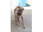 Anita simil Shar pei in adozione