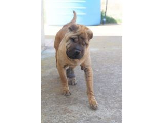 Anita simil Shar pei in adozione