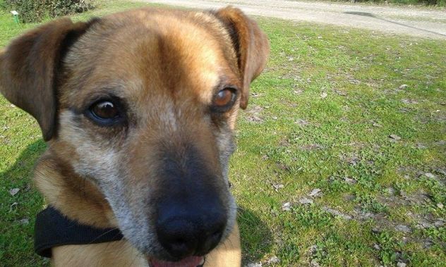 AMBROGINO, adorabile cagnolino - Foto 6