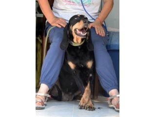 Bella fuori e bella dentro, Bea è un cane dal carattere meraviglioso.