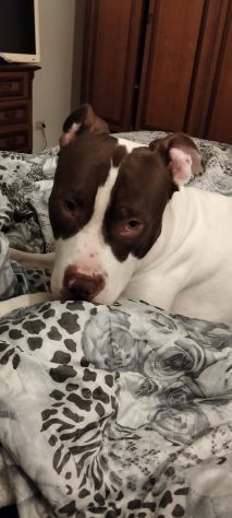 American Pittbull Terrier - Foto 4