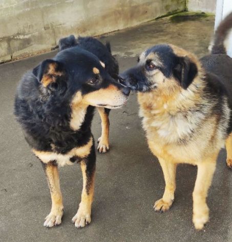 CANE IN ADOZIONE: CAFFE', taglia media. - Foto 2
