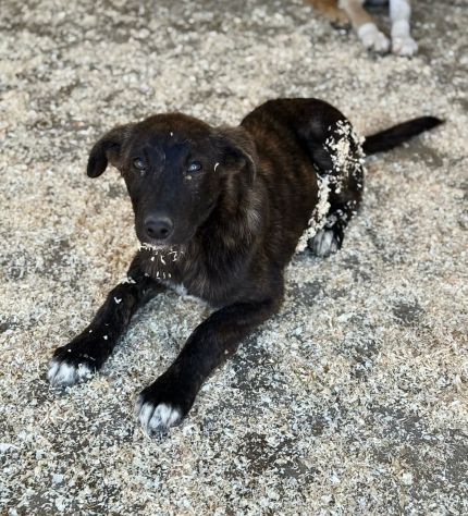 TIGROTTO E PIKACHU CUCCIOLI IN ADOZIONE - Foto 10