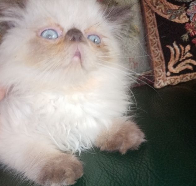 Cuccioli gatto Persiano - Foto 5