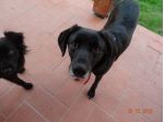 STARSKY E HUTCH, due adorabili cuccioloni