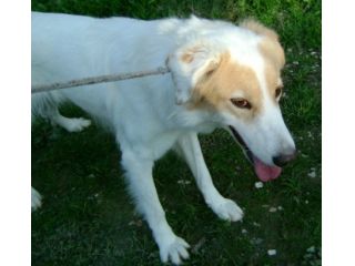 STELLA, cagnolina fantastica