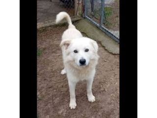 RUNNER cerca casa CANE IN ADOZIONE
