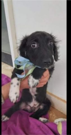 Grisbi 2anni cresce timido in box SOS LIBERTÀ. PUGLIA - Foto 4