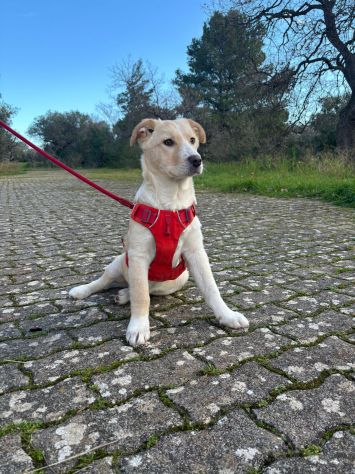 stupendo cucciolo taglia media