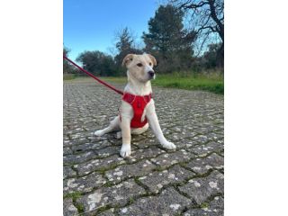 stupendo cucciolo taglia media