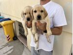 Cuccioli di Labrador Retriever