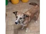 Milu'9anni kg16 buon carattere mollata 4anni fa.PIACENZA