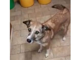 Milu'9anni kg16 buon carattere mollata 4anni fa.PIACENZA