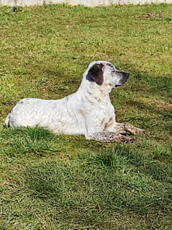 CUCCIOLO IN ADOZIONE - Foto 8