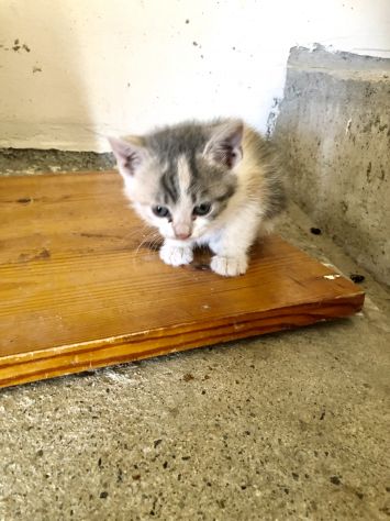 3 splendide gattine di solo 2 mesi - Foto 8