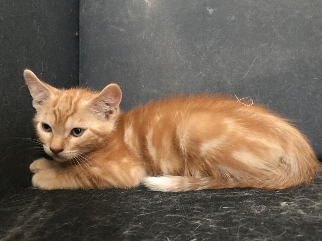 SPLENDIDI GATTINI MASCHI DI DUE MESI E MEZZO