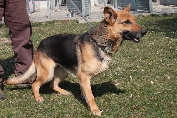 ZELDA, mix Pastore Tedesco affettuosissima - Foto 4