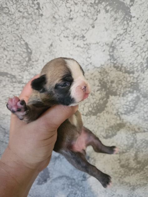 Bulldog francese lilac - Foto 10