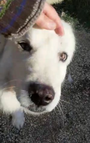 CANE IN ADOZIONE: GREG - Foto 2