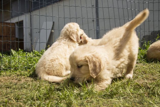 GOLDEN RETRIEVER CUCCIOLI - Foto 5