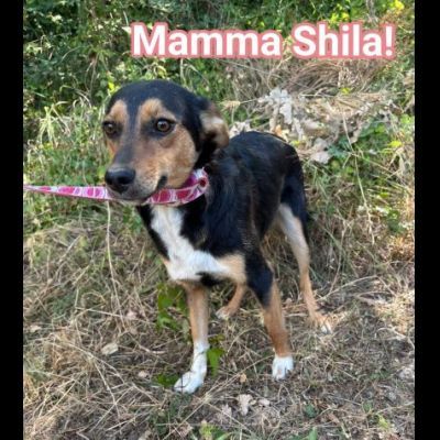 DIANA E SHILA CAGNOLINE IN ADOZIONE - Foto 6